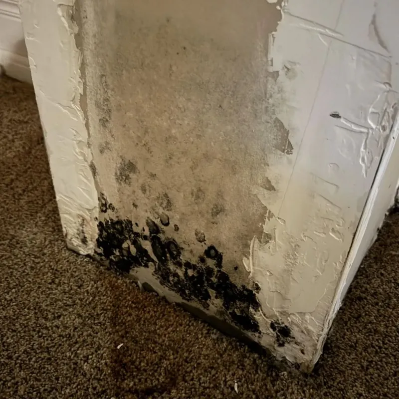 Professional Mold Removal in Santa Rosa, TX